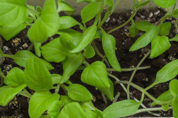 green plant in the garden
