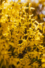 Cherry Blossom yellow color petals and tree leaves