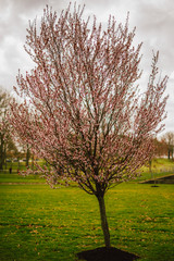 Cherry Blossom Sakura Tree in Pink Petals in Green Grass