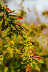 tree with Yellow, green and red color leaves in Spring Time