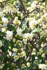 Fototapeta premium 沈丁花