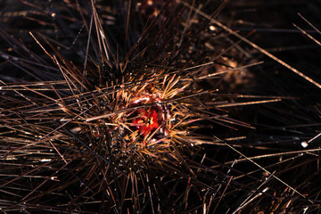 Sea urchins on land. Dangerous sea inhabitants with thorns. Danger on a beach holiday. A ball of...
