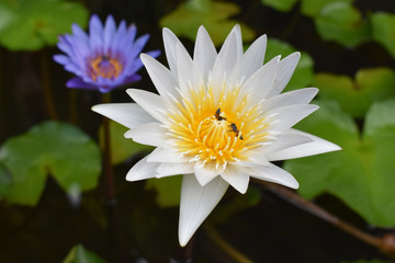 Beautiful lotus flower in blooming - Image