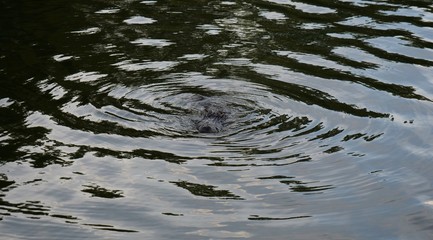 A perfectly camouflaged gator in local Tampa park is a stark warning that dangerous wildlife in Florida is a major risk to consider when outdoors