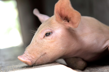 Pig Posing In The Pig Farm