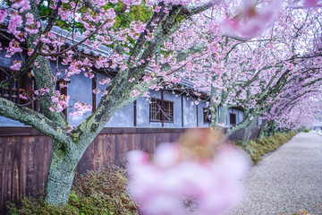 古都奈良の風景　桜　 Country scenery cherry tree Nara Japan
