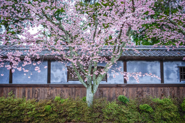 古都奈良の風景　桜　 Country scenery cherry tree Nara Japan