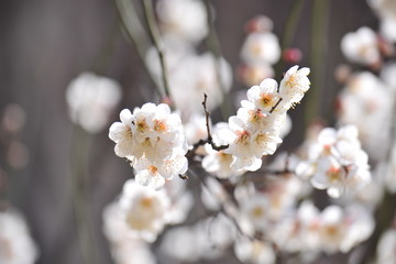 Obraz premium Flowers blooming in spring