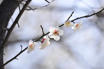  Flowers blooming in spring