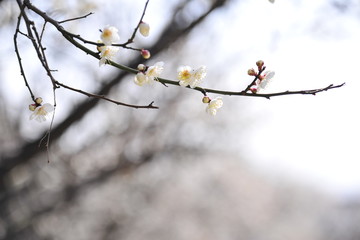  Flowers blooming in spring