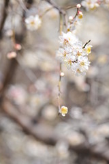  Flowers blooming in spring