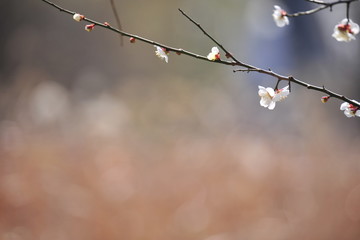  Flowers blooming in spring