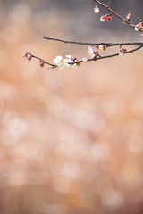  Flowers blooming in spring