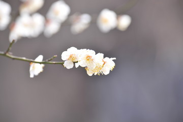  Flowers blooming in spring