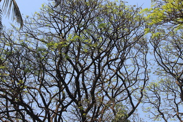 tree and sky