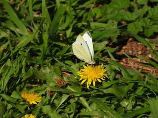 White butterfly feeding off a yellow flower