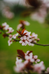 Sakura Tree Floral Petals Closeup with Green Grass in Blurred Background