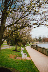 Cherry Blossom Just starting in Parks with Green Grass and Lake with Clouds in Sky