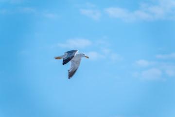 Fototapeta premium Sea gull in the clear blue sky.