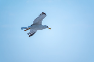 Sea gull in the clear blue sky.