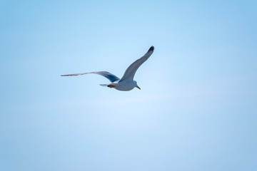 Fototapeta na wymiar Sea gull in the clear blue sky.