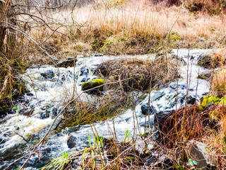 stream in the forest