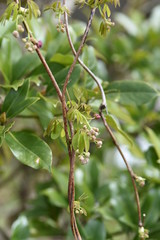 Akebia quinata (Chocolate vine) flowers / Akebia quinata (Chocolate vine) is a climbing deciduous tree whose fruits are edible and medicinal.
