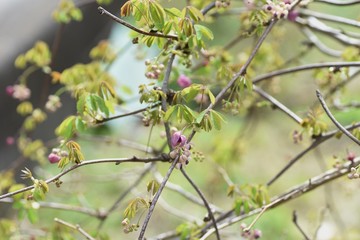 Akebia quinata (Chocolate vine) flowers / Akebia quinata (Chocolate vine) is a climbing deciduous tree whose fruits are edible and medicinal.