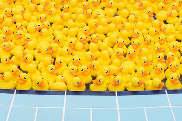 yellow toy duck floating in the pool