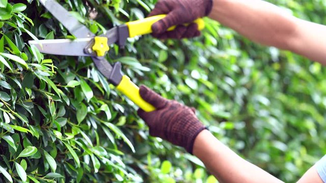 a man hand working in garden is pruning of ornamental trees at home in morning