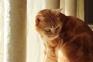 陽だまりの猫アメリカンショートヘアー