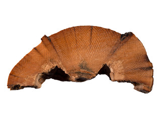 P1010013 fossil woolly mammoth ivory, Mammuthus primigenius, from Bristol Bay, Alaska, USA cECP 2019
