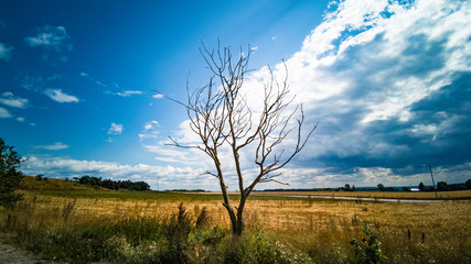 A single withered tree in Swedish countryside