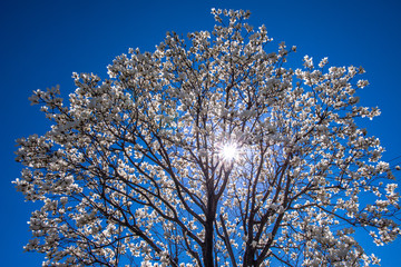 青い空と白い花
