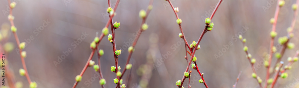 Wall mural panoramic view of branches on bokeh background in early spring