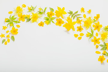 yellow spring flowers on white background
