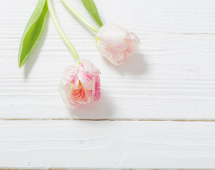 Fototapeta na wymiar two tulips on white wooden background