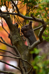 隠れて木の実を食べるエゾリス