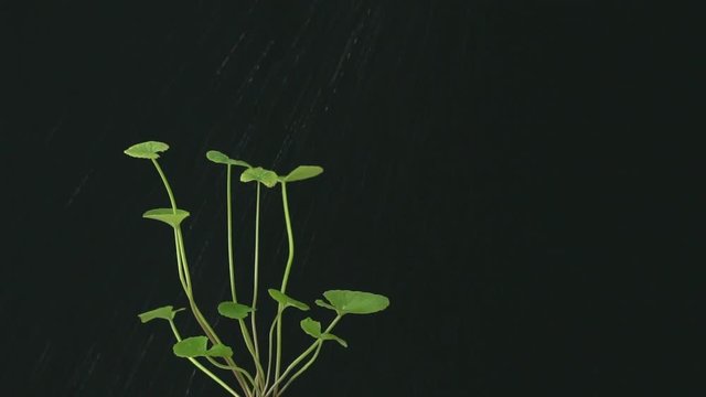 Gotu kola (Centella asiatica) leaves rotating and watering on black background, slow motion