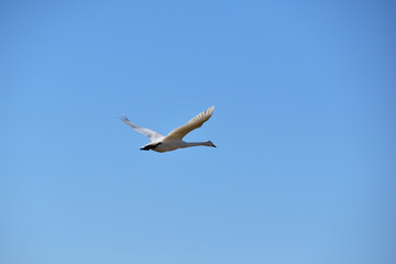 Fototapeta na wymiar 青空を飛ぶ一羽の白鳥