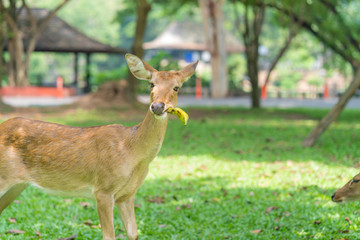 deer eat banana on green grass in the garden
