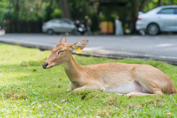 deer sleep on green grass in the garden of zoo