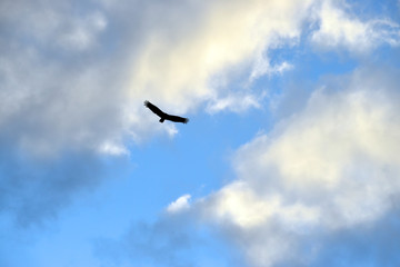 Bird Flying over Miami Sky