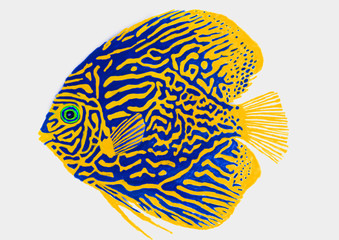 Digital painting of Yellow and blue Symphysodon Discus colorful sea fish