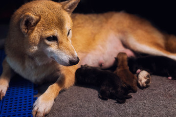 Shiba Inu mother dog Currently raising a new baby. Japanese dog puppies and mom (4 hour old)