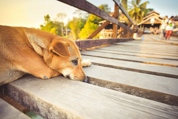 Red dog at Mon Bridge in Sangkhla Buri, Kanchanaburi, Thailand.