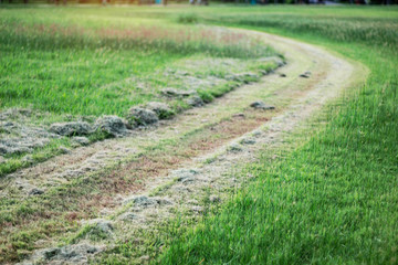 cut grass in garden.