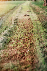 cut grass of walkway.