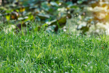 grass at the lotus pond.