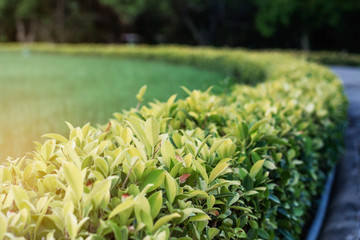 Ornamental with evening sun.